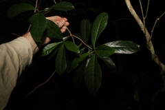 Coelospermum paniculatum