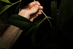 Coelospermum paniculatum