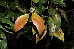 Syzygium crebrinerve