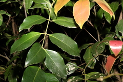 Syzygium crebrinerve