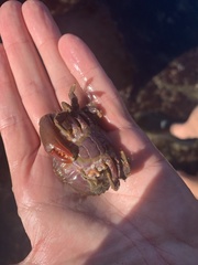 Cycloxanthops novemdentatus