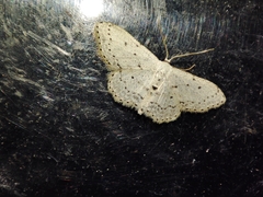 Idaea minuscularia