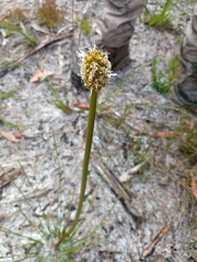 Xanthorrhoea macronema
