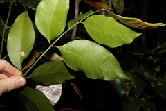 Syzygium crebrinerve