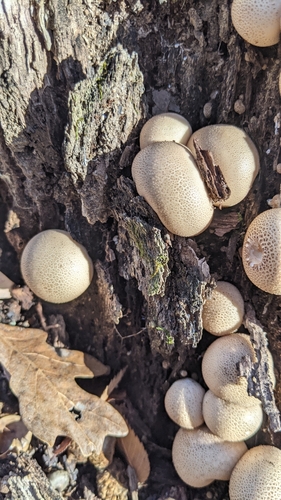 Pear-shaped Puffball