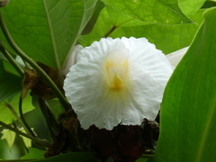 Costaceae