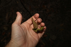 Syzygium crebrinerve