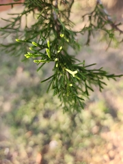 Juniperus virginiana