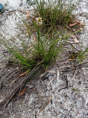 Xanthorrhoea macronema