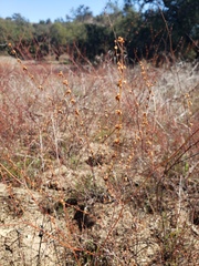 Eriogonum gracile