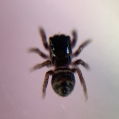 Chalcoscirtus diminutus