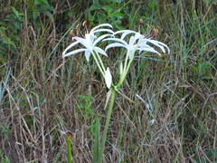 Crinum americanum