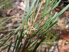 Strangea linearis