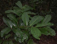 Cryptocarya hypospodia