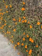 Thunbergia gregorii