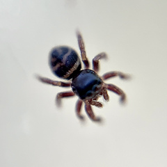 Chalcoscirtus diminutus