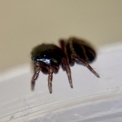 Chalcoscirtus diminutus