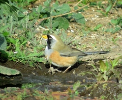 Saltatricula multicolor