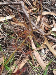 Drosera binata