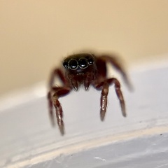 Chalcoscirtus diminutus