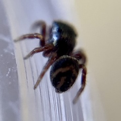 Chalcoscirtus diminutus