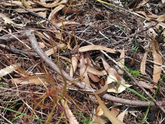 Drosera binata