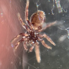 Chalcoscirtus diminutus