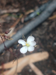 Drosera binata