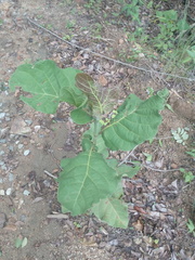 Coccoloba liebmannii