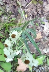 Anaphalis margaritacea