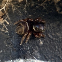 Chalcoscirtus diminutus