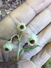 Anaphalis margaritacea