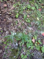 Anaphalis margaritacea