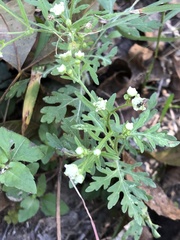 Parthenium confertum