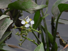 Sagittaria platyphylla