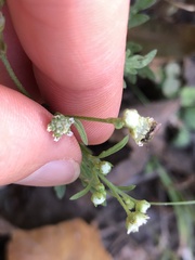 Parthenium confertum
