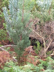 Widdringtonia nodiflora