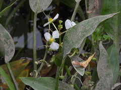 Sagittaria platyphylla