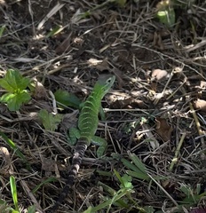 Ctenosaura hemilopha