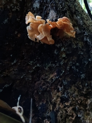 Agaricomycotina