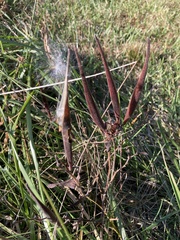 Asclepiadeae