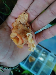 Agaricomycotina
