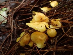 Marasmius rhyssophyllus