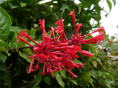 Odontonema cuspidatum