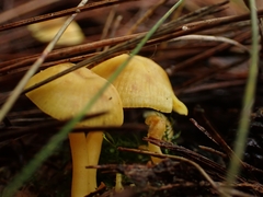 Marasmius rhyssophyllus