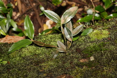 Dendrobium tetragonum