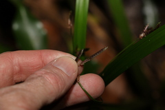 Cyperus pedunculosus