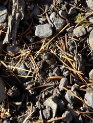Onthophagus fracticornis