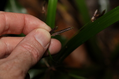 Cyperus pedunculosus