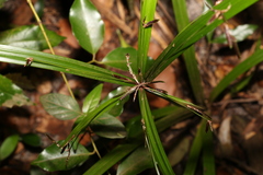 Cyperus pedunculosus